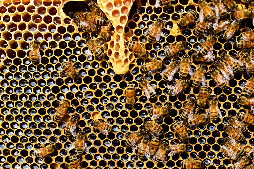Honigbienen auf ihrer Arbeit