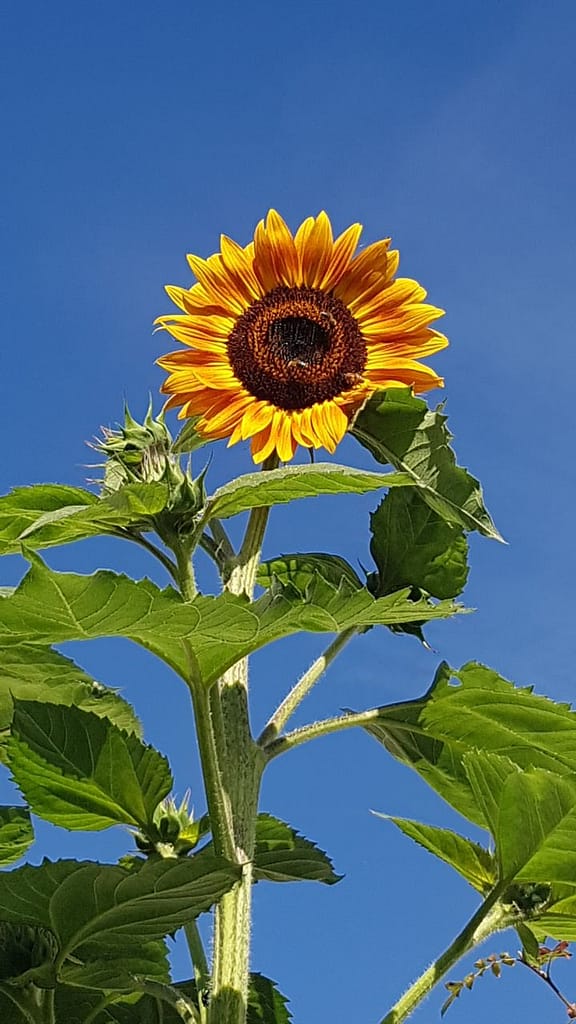 Die Sonnenblumen leuchteten im Sommer 2020 richtig von innen
durch Zugabe Wurmhumus + Wurmtee in der Erde